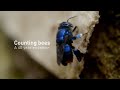 view Contando abejas / Counting bees digital asset number 1