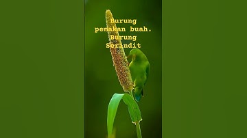 Burung Serindit Warna nya Begitu Cantik & indah #burung #burungserindit #bird #birds