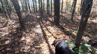 Adventure in the Woods 🐕