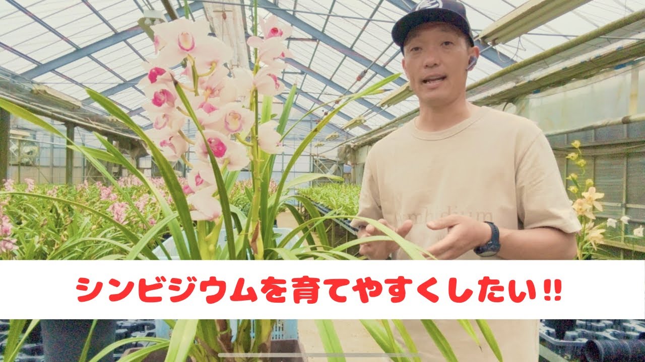シンビジウムを育てやすくする方法😁C‼︎