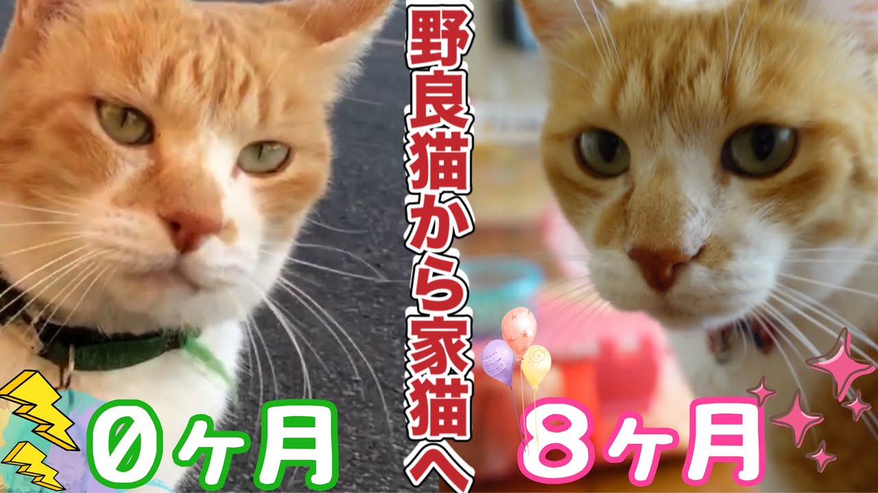 野良猫から家猫へ 目つきが激変 ８ヶ月目の記録 7月のまとめ集 From Stray Cat To Domesticated Cat Record Of The 8th Month Youtube
