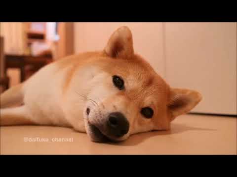 【柴犬まる】かわいい♥眠りに落ちていくまる【Shibainu Maru】To fall asleep