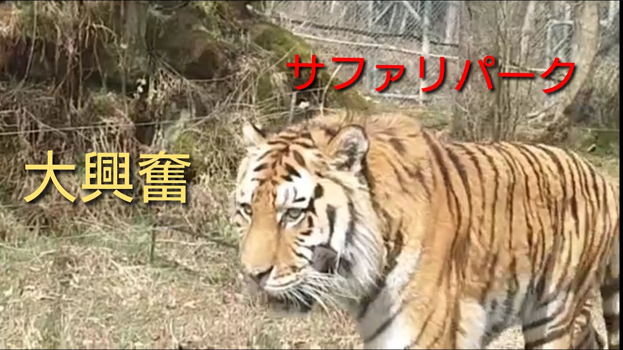 誕生日にサファリパーク行ってきた