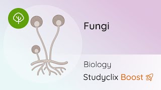 The Structure of Rhizopus, Fungi & Yeast - Leaving Cert Biology | Studyclix Boost