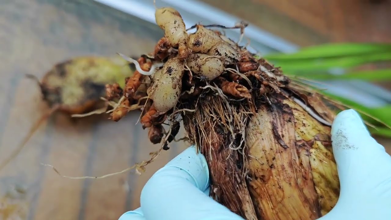 2610 無根爛根數月後的大花蕙蘭和兜蘭 the chance of rootless orchid‘s survival