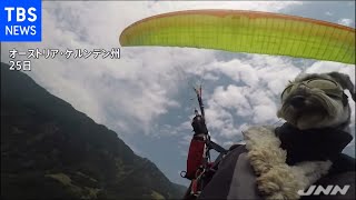 パラグライダー犬 タンデム飛行でオーストリアの大空を満喫