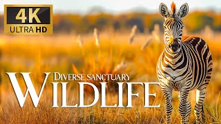 Diverse Sanctuary Wildlife 4K 🐎 Discovery Relax Wonderful Wildlife Film with Relaxing Piano Music