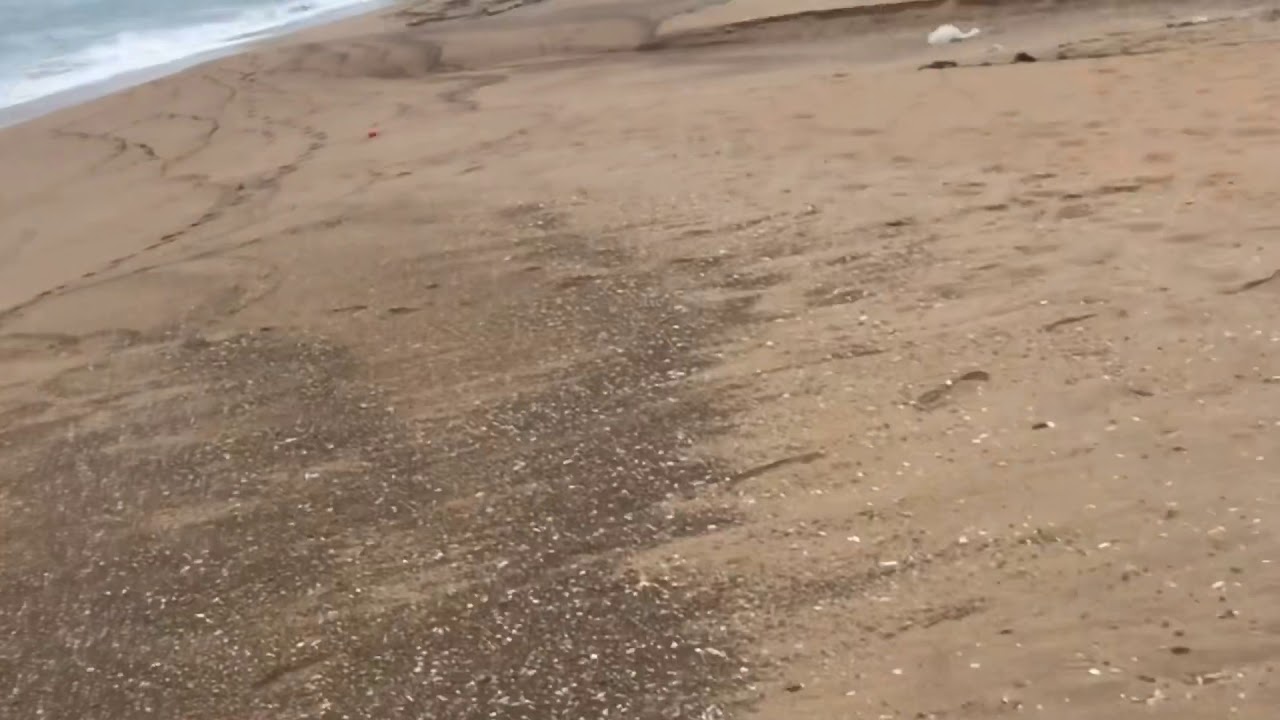 الصيد في مدينة مولاي بوسلهام شرغو1kg بيلوطة+جزء تعريفي بخطورة المنطقة