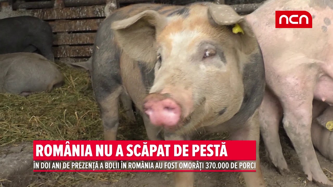 ROMANIA NU A SCAPAT DE PESTA stories we tell