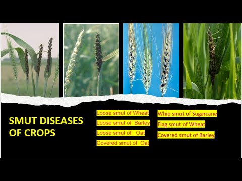 Video: Oats Loose Smut Info: How To Prevention and Treat Loose Smut Of Oats Crops