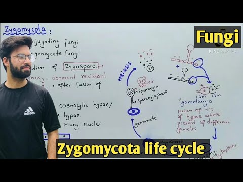 Zygomycota life cycle | Characteristics | Class 11 Biology