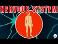 Nervous System Explained In Simple Words