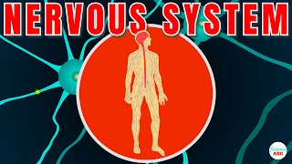 Nervous System Explained In Simple Words
