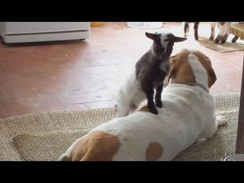 Cute baby pygmy goat plays with dogs.