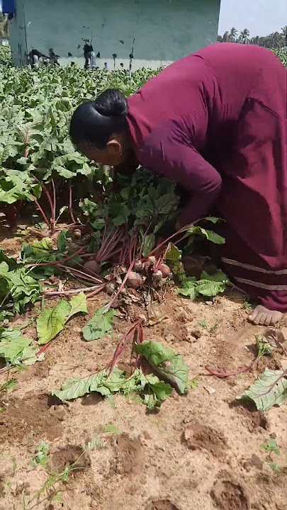 Beauty of Beet Cultivation #beetroot #cultivation