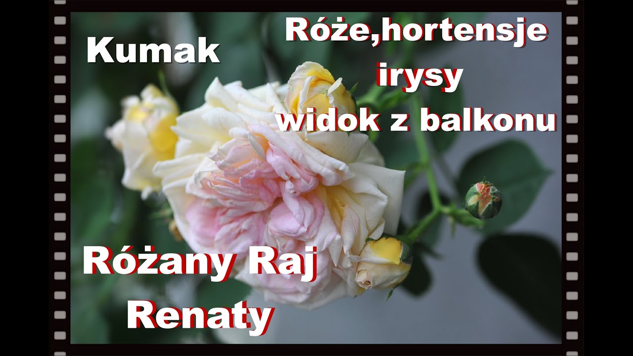 Różany rambler, irysy syberyjskie, hortensja pnąca i kumak w stawie.