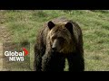 Horrific grizzly bear attack in BC injures at least 4, including students