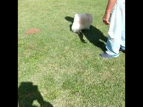 Adestramento Adestrador de cães Guarujá Santos São Vicente