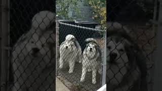 Two Cute Husky to be Petted #shorts