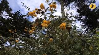 Pacific Grove Monarch Grove Sanctuary: one of the first to arrive flys in slo motion @montereyherald