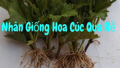 Hướng Dẫn Kỹ Thuật Nhân Giống Cây Hoa Cúc