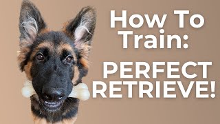 Struggling with Retrieve? Watch This!  (Step-By-Step Tutorial) by Training Positive 8,779 views 2 years ago 8 minutes, 45 seconds