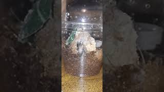 shake that booty!! Tarantula making his/her web.