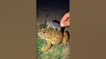 Big frog bonk bonk boing boing funny | Frog is too heavy HAHAHA | Animal for funny | Funny Frog