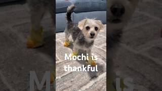 Download Lagu Mochi is one happy little pup because she is loved so much!❤️ MP3