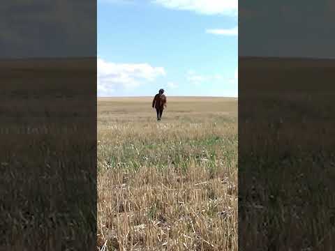 Lucid Lonesome Prairie