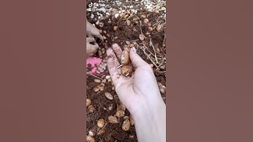 Ban cây giong Ươm hot mít