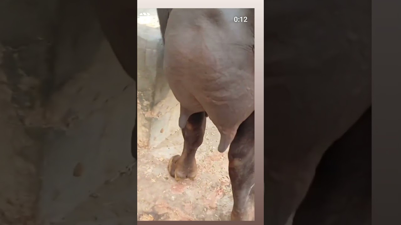 randeep Malik murra.king