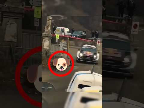 Close Call! Dog Runs Into RALLY Track! 🐶 #rally #wrc