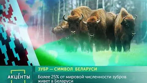 АКЦЕНТЫ. Зубр – символ Беларуси