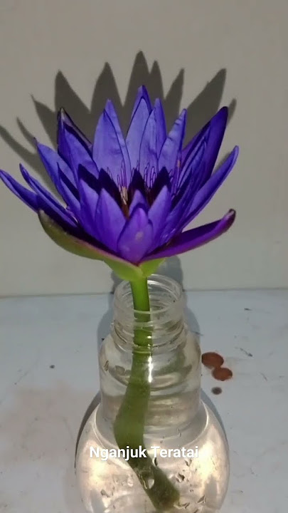 Teratai Tunjung Biru
