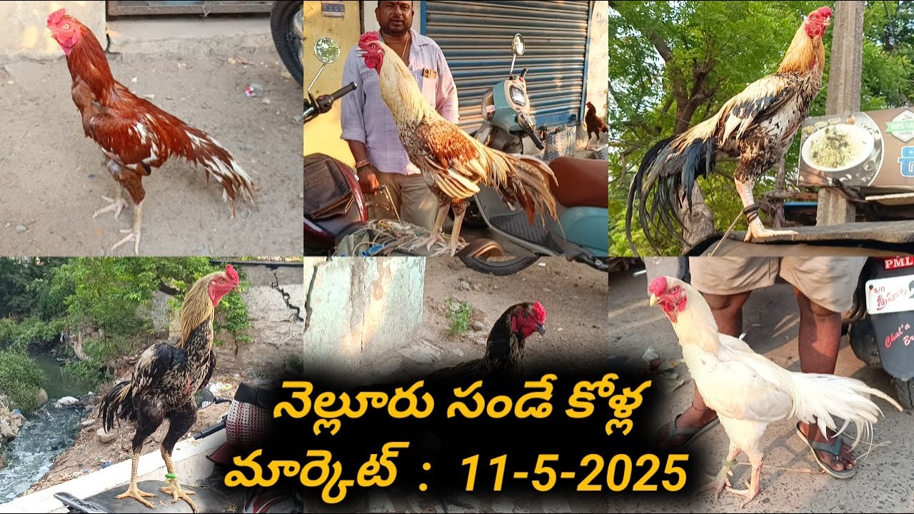 Nellore Sunday Kolla Market : 11-5-2025, #nelloresundaykollamarket, #venkyberasatvs, #aseelmarket,