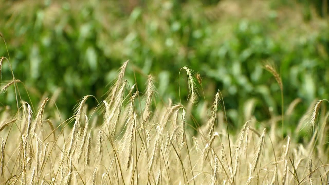 Ցորեն եմ ցանել