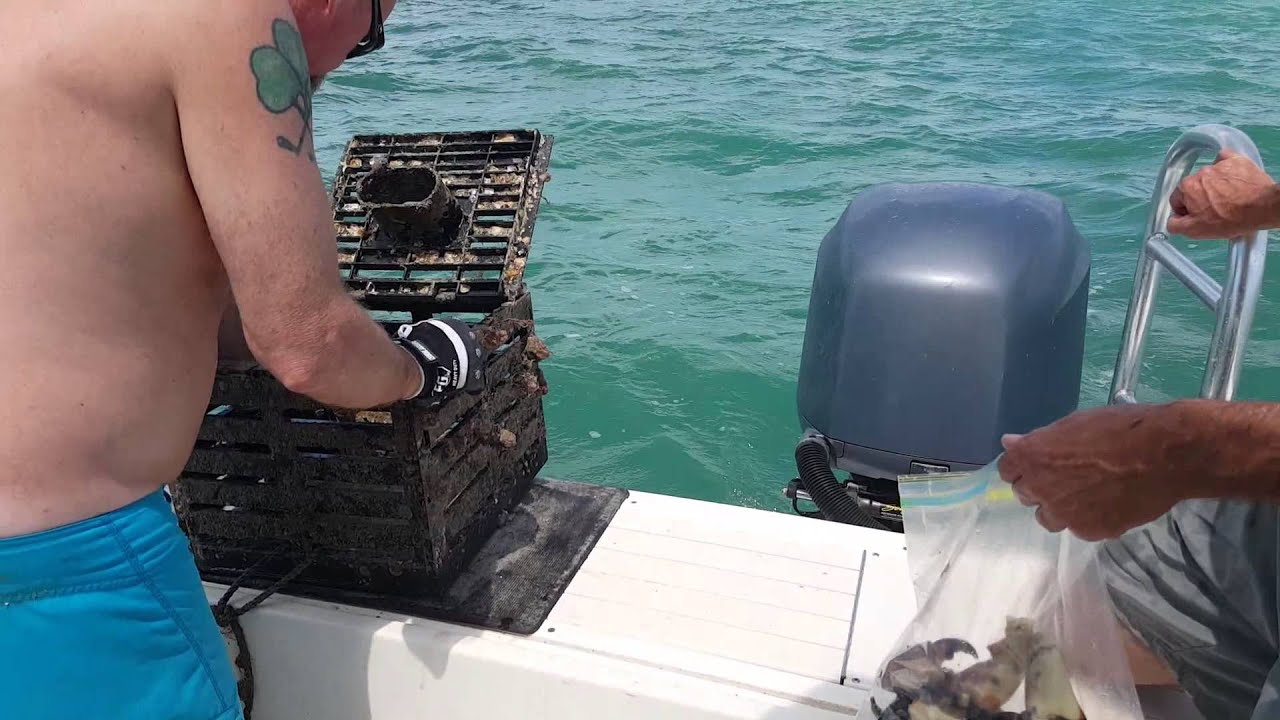 Stone crab trap recreational YouTube