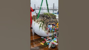 Pufferfish Rescued After Plastic Waste Found in Its Mouth#animalrescue #animalrescue #sealife #fish