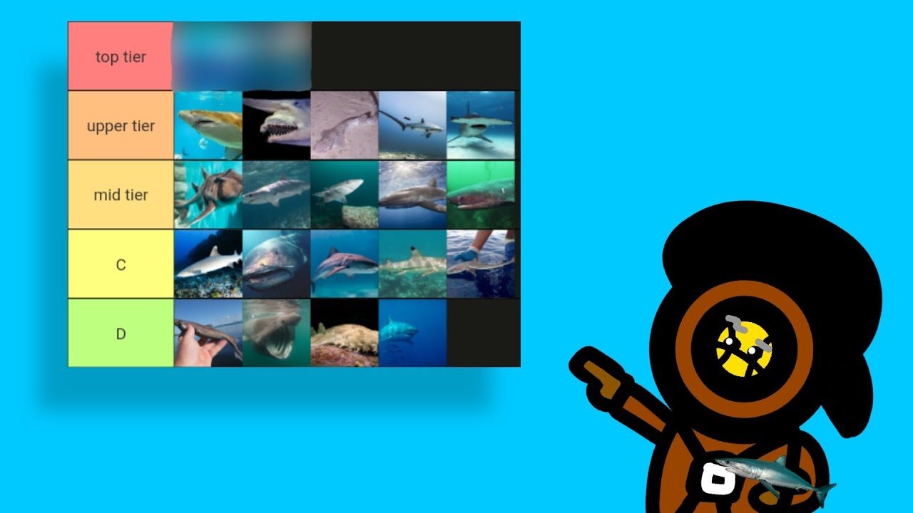 AN ACTUAL SHARK ranks other sharks on a tier list
