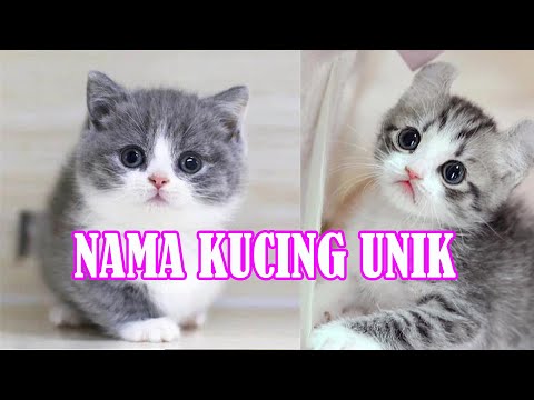 Video: Ide Nama Kucing Hebat