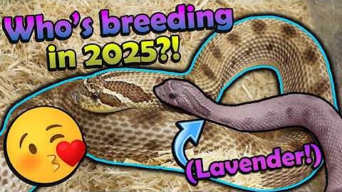 Our 2025 Snake Breeding Plans!
