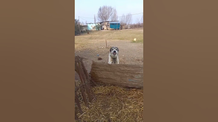 🐕 İTİ HİRSLƏNDİRMƏYİN SONU😁  #köpekler #ithücümu #itlər #çobanitləri #kangalkurt#köpeksaldırısı