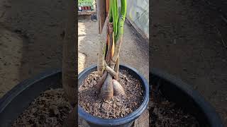 Árbol del dinero regalado #plantas #vivero  #jardin #flores #landscape #garden