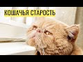 Кошачья старость — что нужно знать об уходе за стареющими кошками