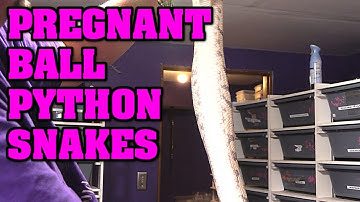 Building?  Ovulation?  Is my ball python GRAVID?  What should I look for??