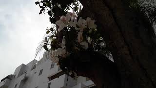 БАУХИНИЯ - ОРХИДЕЙНОЕ ДЕРЕВО#баухиния#цветы#весна#любимые_цветы