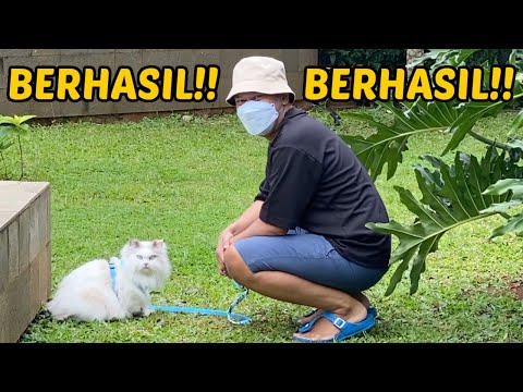 Video: Latih Kucing Anda untuk Berjalan dengan Tali