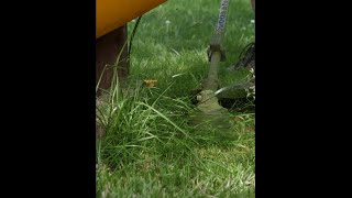 Download Lagu Slow Mo Trimming #shorts MP3