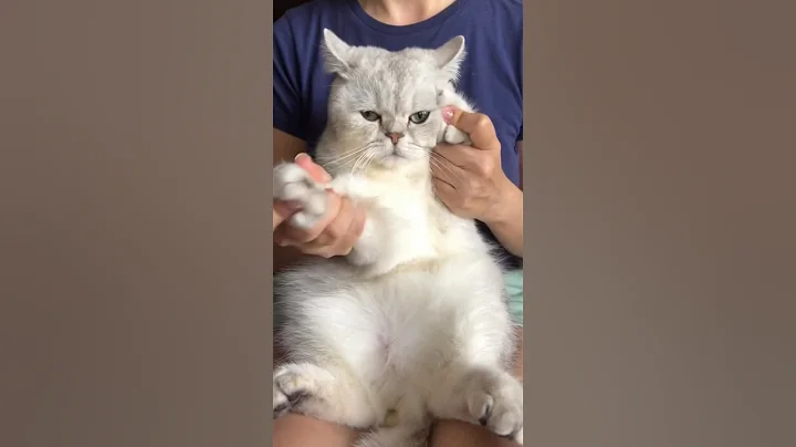 Watch the video about 💃 Cats Dancing to „Barbie Girl” | Sir Oscar vs. Blue Shorthair 🐾 | #siroscar #britishshorthair